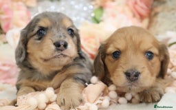 Miniature Dachshund dogs for sale: KC Registered Miniature Dachshund Puppies - Image 5