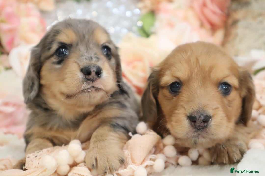 Miniature Dachshund dogs for sale: KC Registered Miniature Dachshund Puppies - Image 5