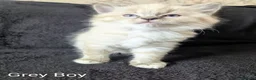 Ragdoll cats for sale: Fluffy Ragdoll Kittens - Advert 6