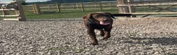 Labrador Retriever dogs for sale: 🐶 KC LABRADOR PUPPIES DUE SOON 🐶 - Advert 7