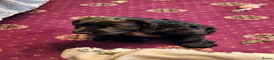 Cocker Spaniel Puppy 2