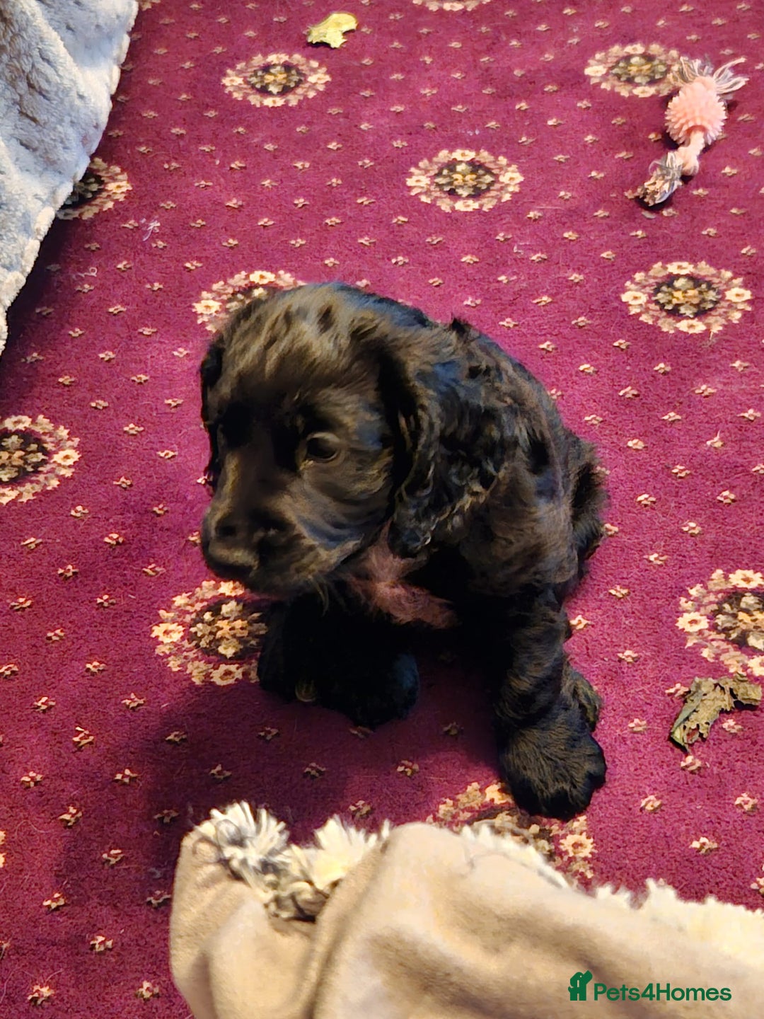 Cocker Spaniel dogs for sale: Cocker Spaniel pups for sale - Advert 4