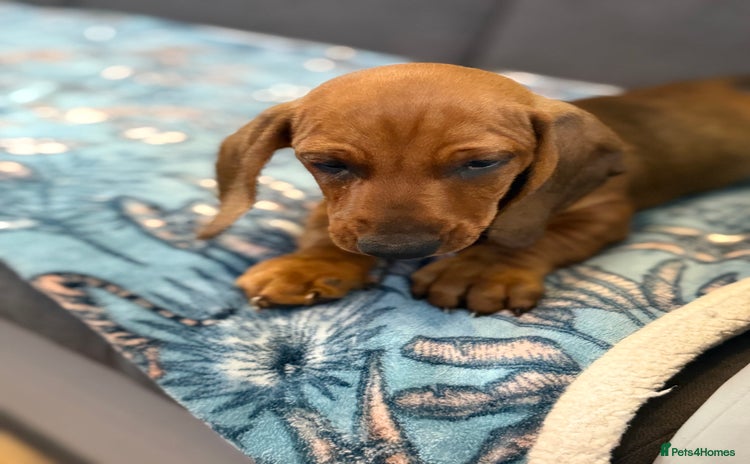 Dachshund dogs - Advert 7