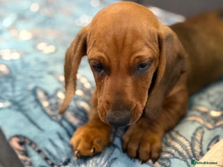 Dachshund dogs - Advert 5