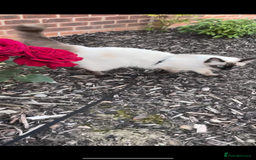 Ragdoll cats for sale: Beautiful RAGDOLL KITTENS  - Image 4