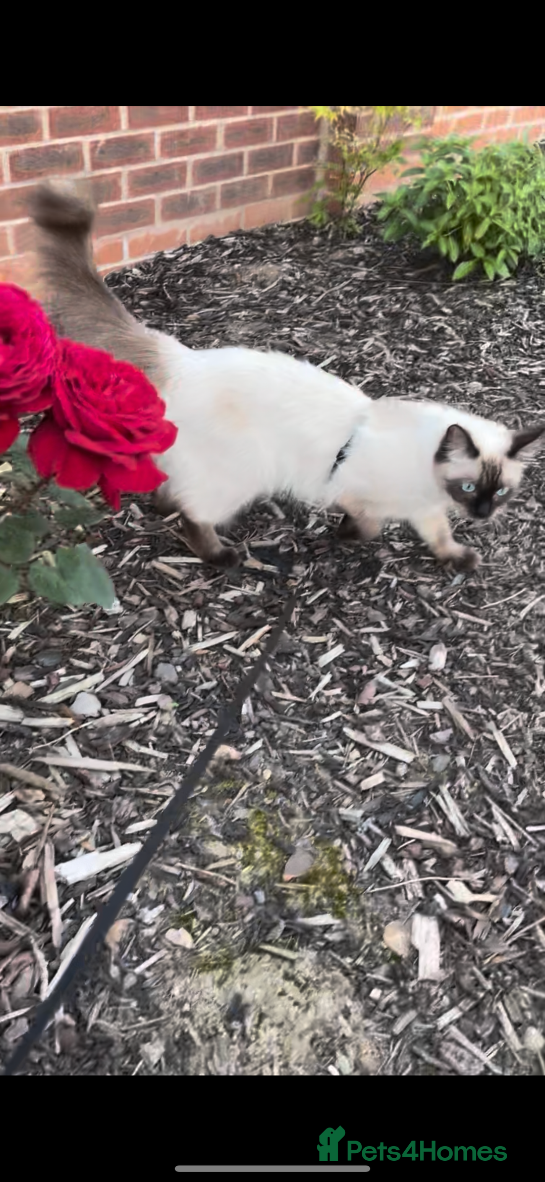 Ragdoll cats for sale: Beautiful RAGDOLL KITTENS  - Image 4