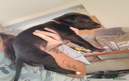 Whippet dogs for sale: Whippet  - Image 14
