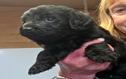 Labradoodle dogs for sale: Gorgeous Labradoodles - Image 10