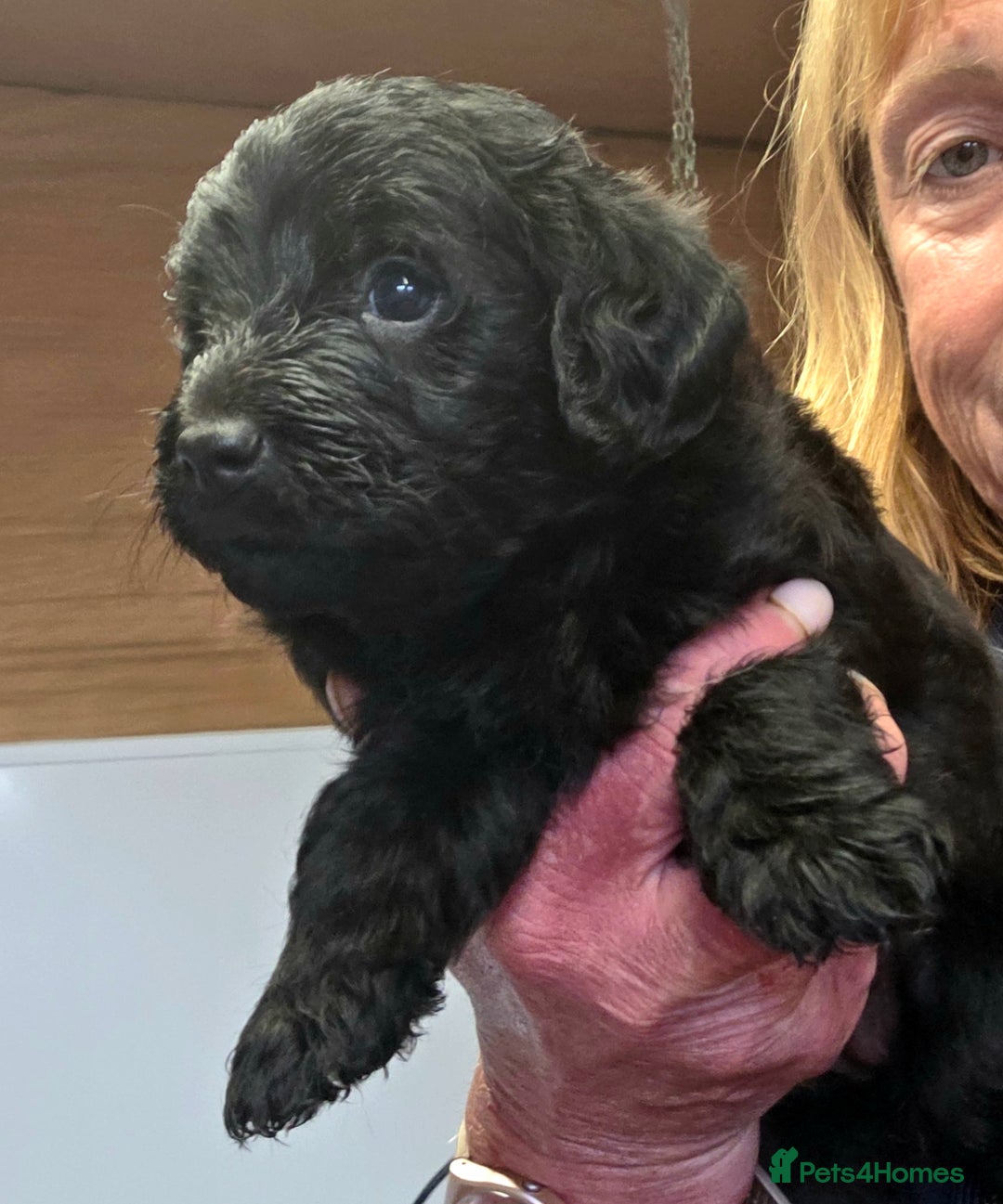 Labradoodle dogs for sale: Gorgeous Labradoodles - Image 10