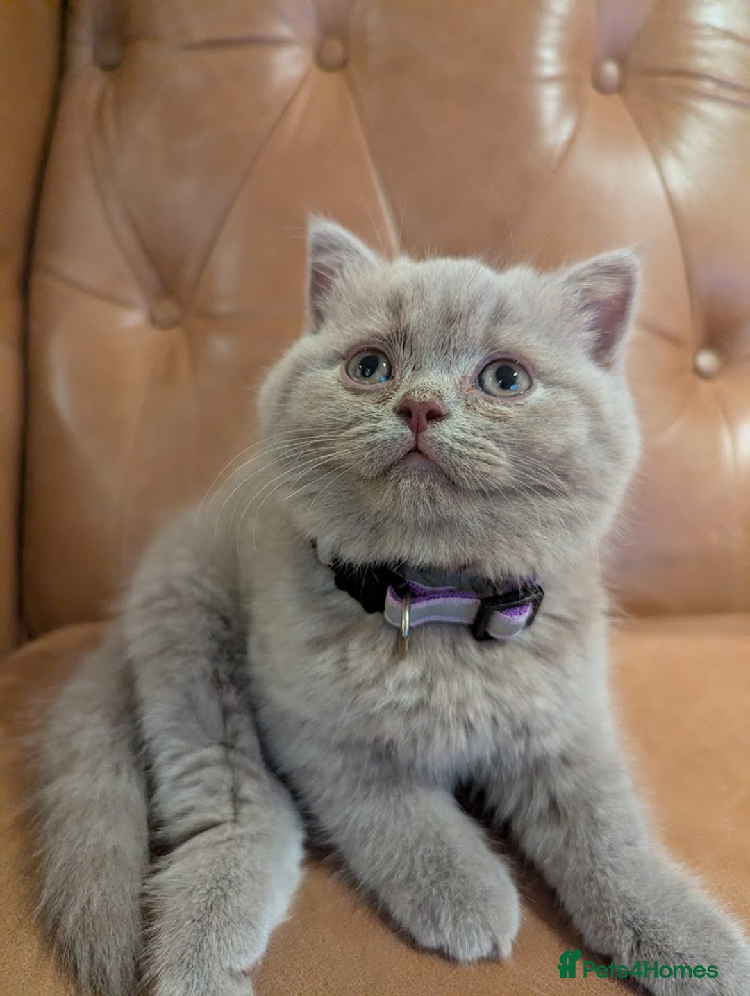 British Shorthair cats for sale: British Shorthair kittens - Advert 4