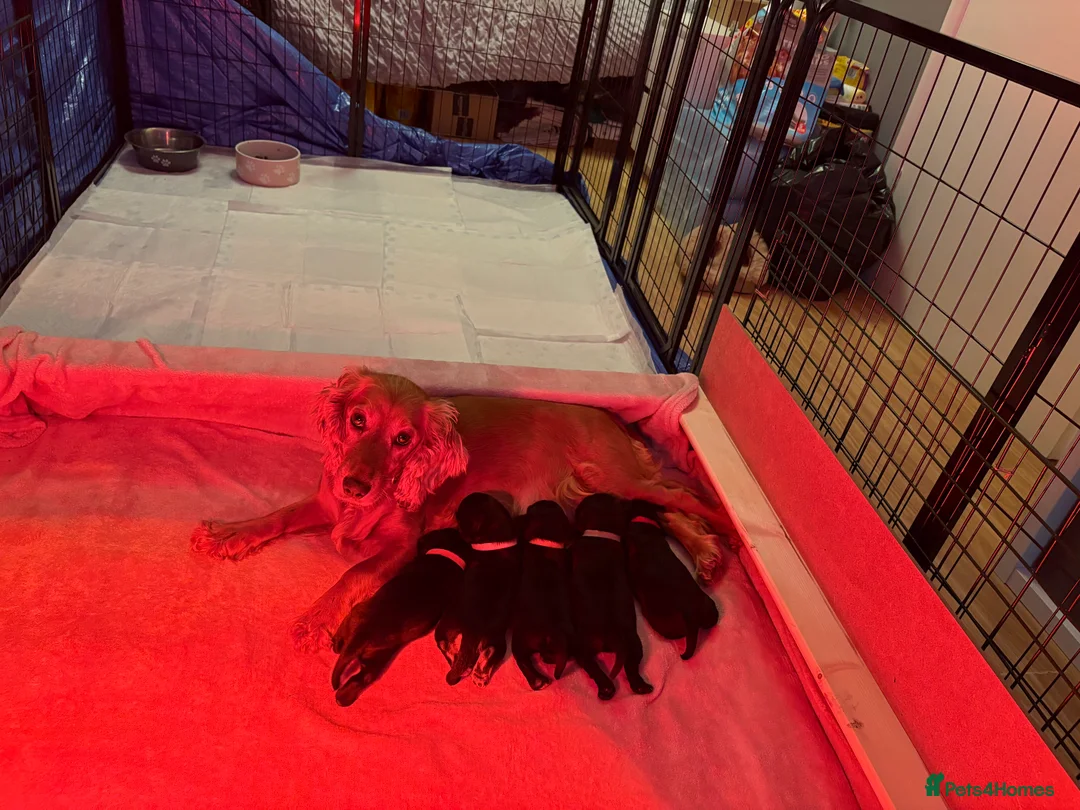 Mixed Breed dogs for sale: Three Gorgeous puppies for sale 🐶 - Advert 7