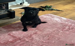Patterdale Terrier dogs for sale: 1 year old male patterdale - Image 4