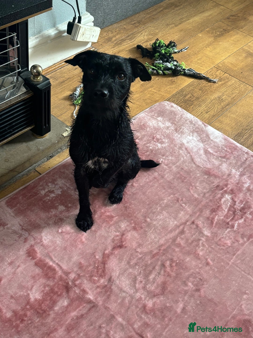 Patterdale Terrier dogs for sale: 1 year old male patterdale - Image 4