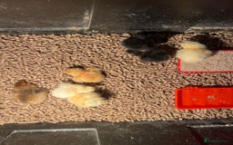 Chickens poultry for sale: Chicks for sale plus hatching eggs for sale  in Romsey - Image 2
