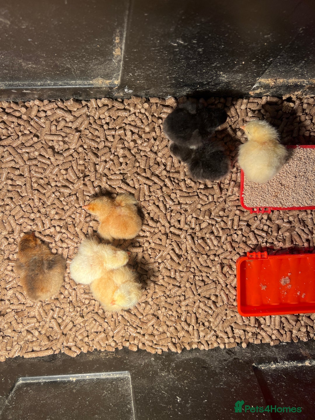 Chickens poultry for sale: Chicks for sale plus hatching eggs for sale  in Romsey - Image 2