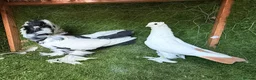 Pigeons birds for sale: Beautiful, Vaccinated & Friendly Pigeons - Advert 15