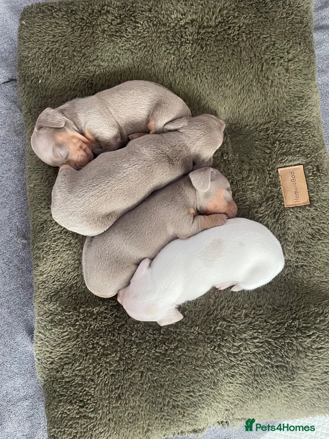 Miniature Dachshund dogs for sale: Beautiful Miniature dachshunds - Advert 2