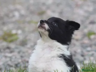 Border Collie dogs Gorgeous little of border collie puppies for sale - Advert 11