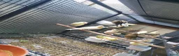 Canaries birds for sale: Canaries for sale  - Advert 16