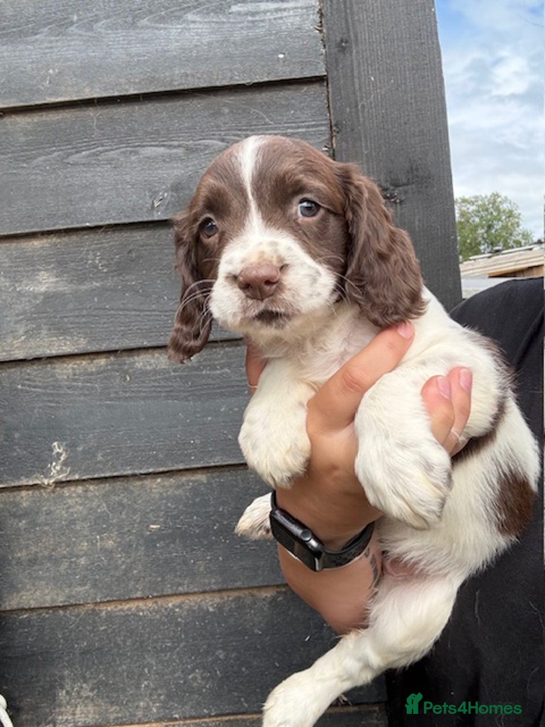 English Springer Spaniel dogs for sale: Beautiful pedigree springer spaniels  - Image 20
