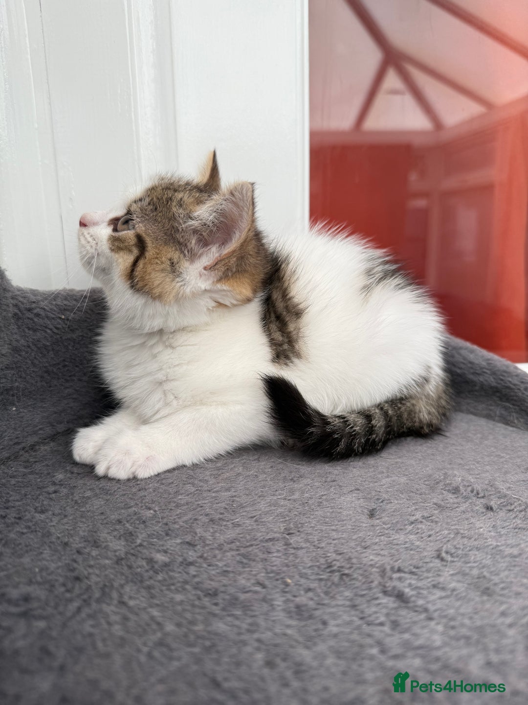 Norwegian Forest Cat cats for sale: Last beautiful girl  - Image 7