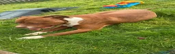 Mixed Breed dogs for sale: American bulldog cross  - Advert 2