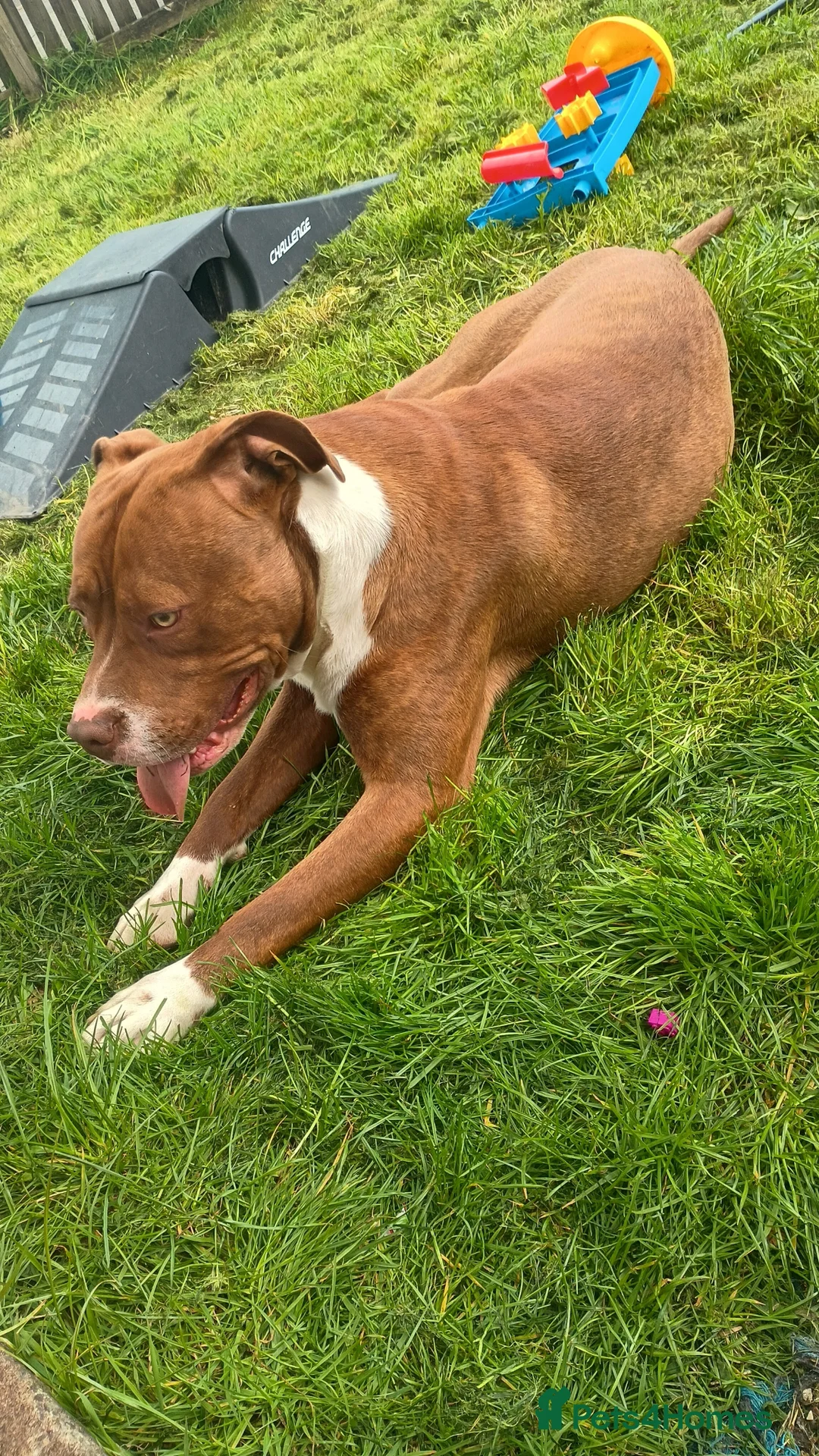 Mixed Breed dogs for sale: American bulldog cross  - Advert 2