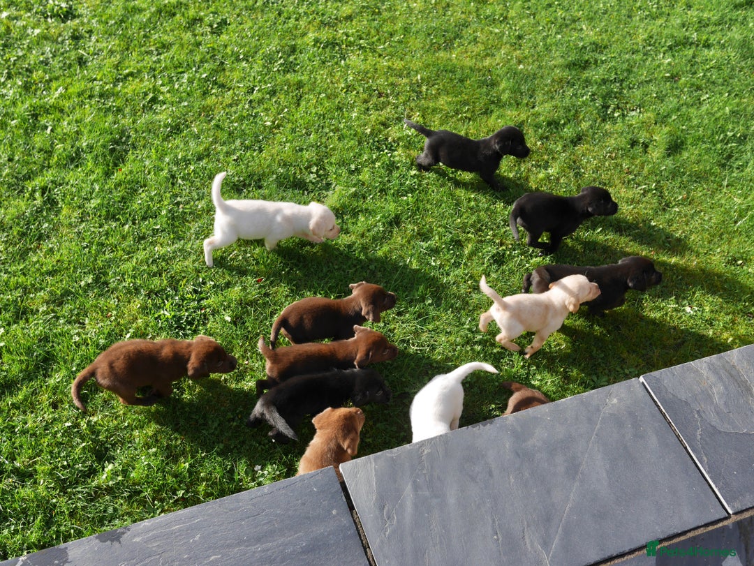 Labrador Retriever dogs for sale: Stunning Health Tested Labrador Puppies - Advert 11