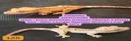 Gecko reptiles for sale: Juvenile Crested geckos - Prices lowered. - Advert 6