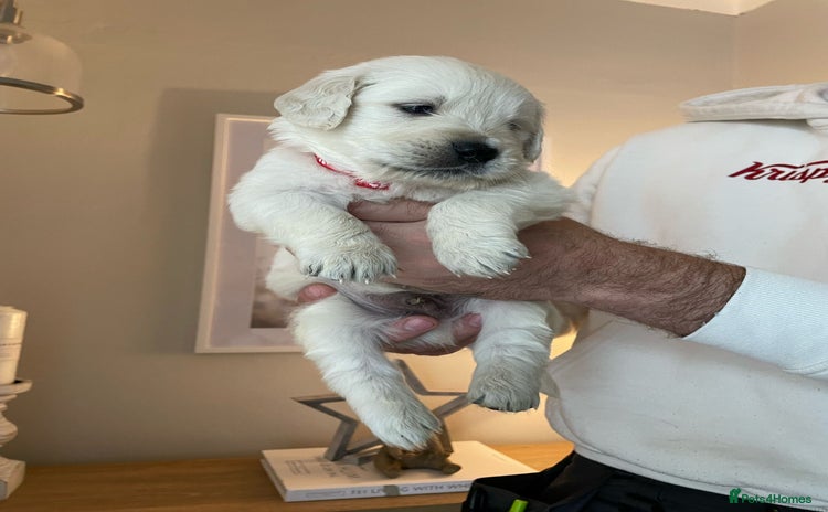 Golden Retriever dogs - Advert 3