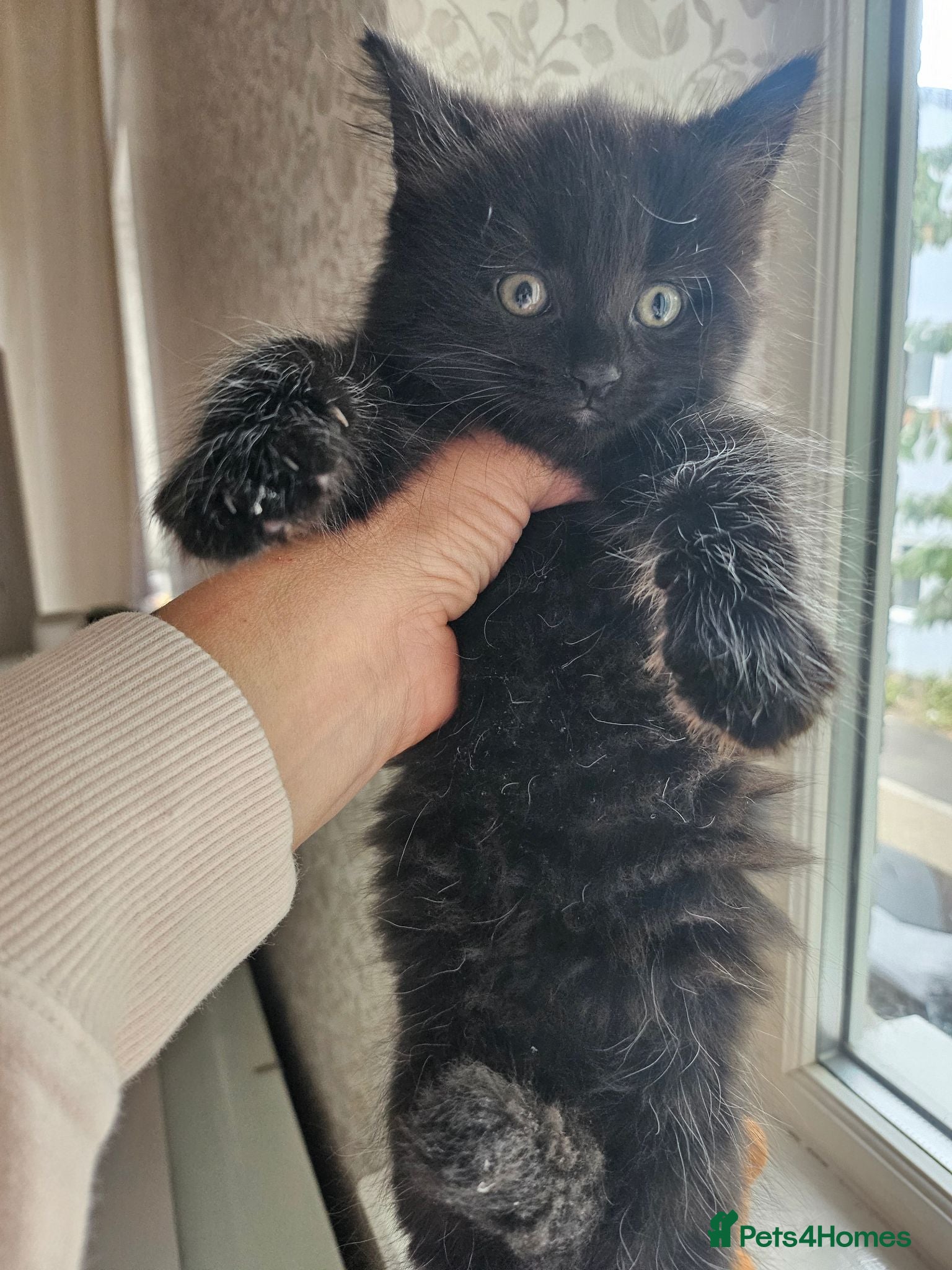 Mixed Breed cats 4 Blue Russian X kittens available  - Advert 1