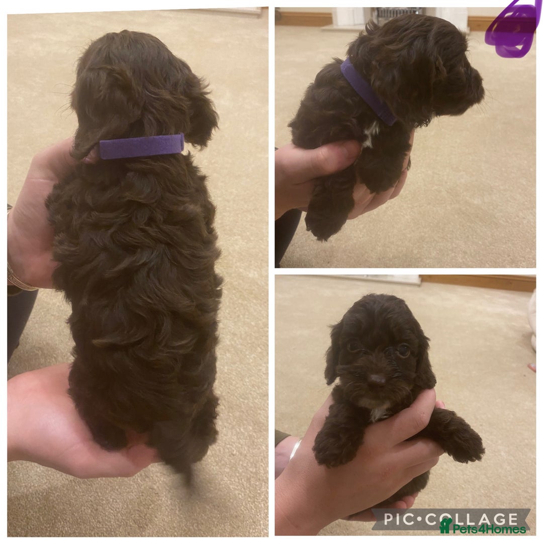 Cockapoo dogs for sale: F1 cockerpoo puppies  - Advert 3