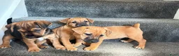 Jack Russell dogs for sale: Ready for there forever homes  - Advert 4