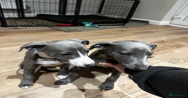 Whippet dogs - Advert 5