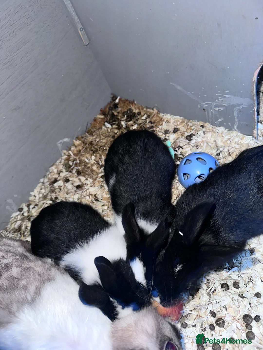 Mixed Breed rabbits for sale: Bunnies  - Advert 2
