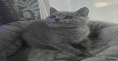 British Shorthair cats - Advert 9