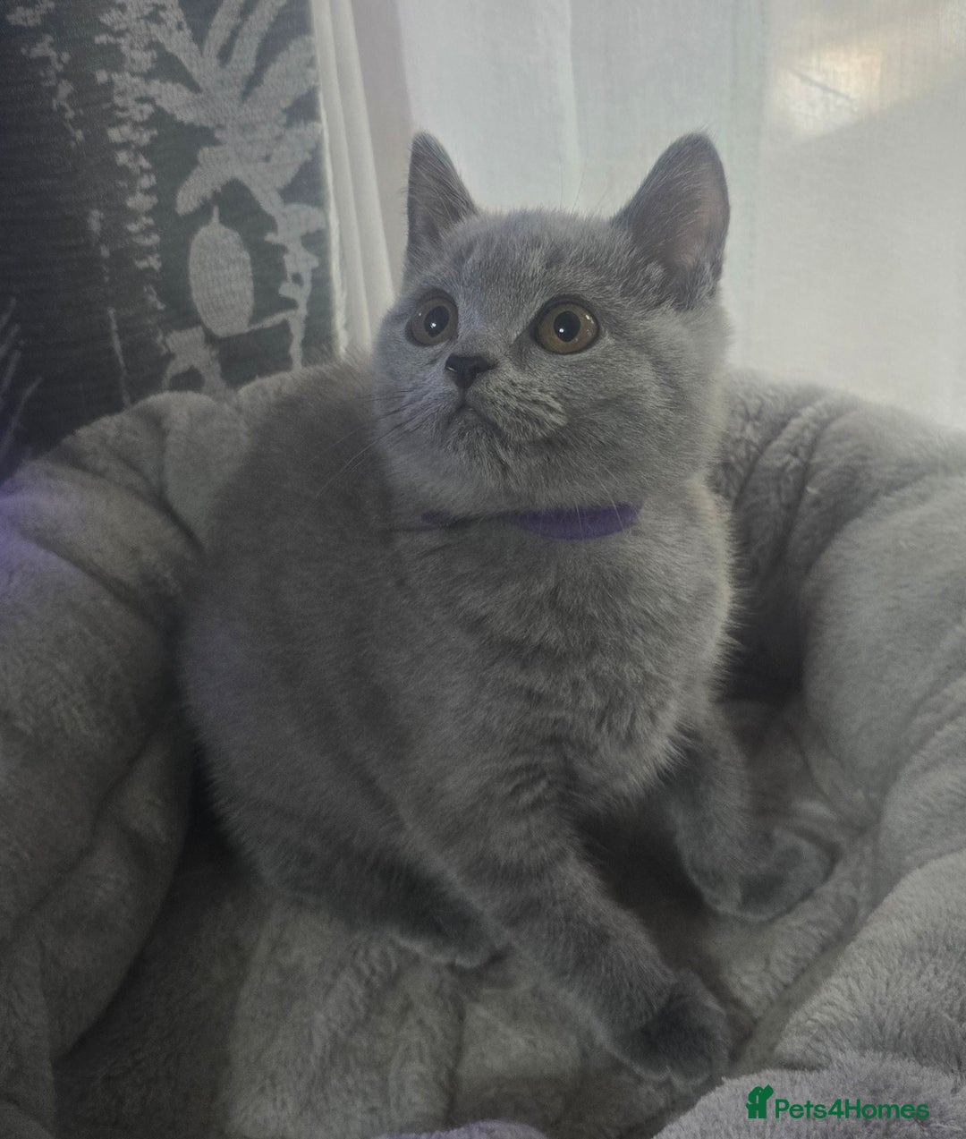 British Shorthair cats for sale: Ready now - 1 girl + 1 boy BSH Kittens - Image 2