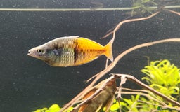 Rainbow Fish fish for sale: 3x Boesemani Rainbowfish Tropical Aquarium Fish - Image 7