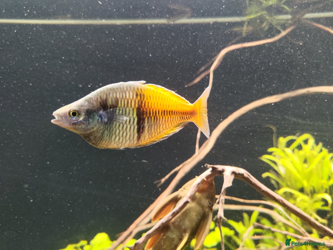 Rainbow Fish fish for sale: 3x Boesemani Rainbowfish Tropical Aquarium Fish - Image 7