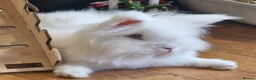 Lionhead rabbits for sale: 🩵 Double Maned Lionhead Male 🩵 - Advert 1
