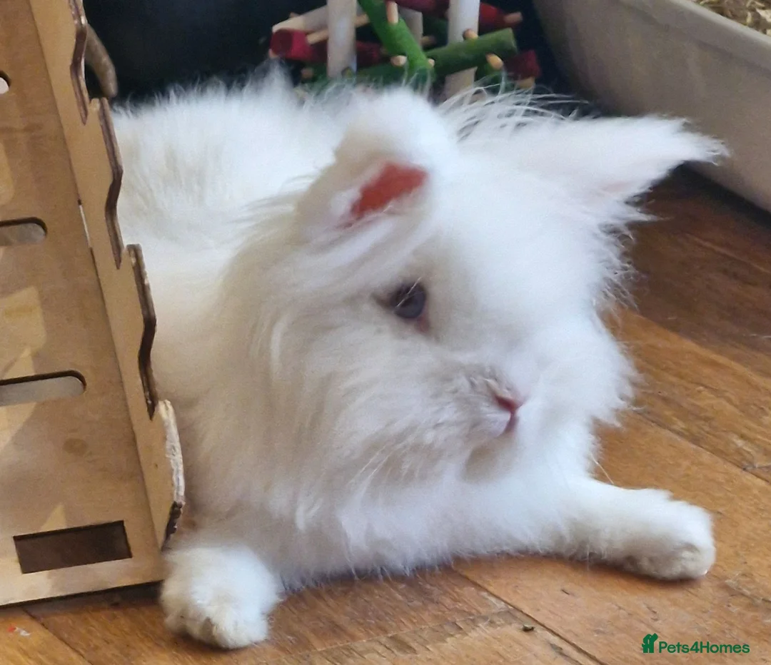 Lionhead rabbits for sale: 🩵 Double Maned Lionhead Male 🩵 - Advert 1