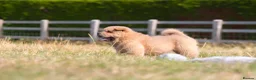 Chow Chow dogs for sale: Stunning smooth and fluffy ChowChow puppies  - Advert 19