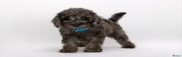 Labradoodle dogs for sale: DNA Health tested F2B Miniature Labradoodle pups - Advert 7
