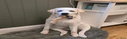 Labrador Retriever dogs for sale: White/Cream Labrador Retriever Puppies available  - Advert 11