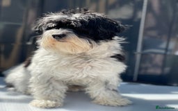 Havanese dogs for sale: Havanese bichon  - Image 7