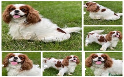 Cavalier King Charles Spaniel dogs for sale: KC, Health Tested Cavalier King Charles Spaniels  - Image 12