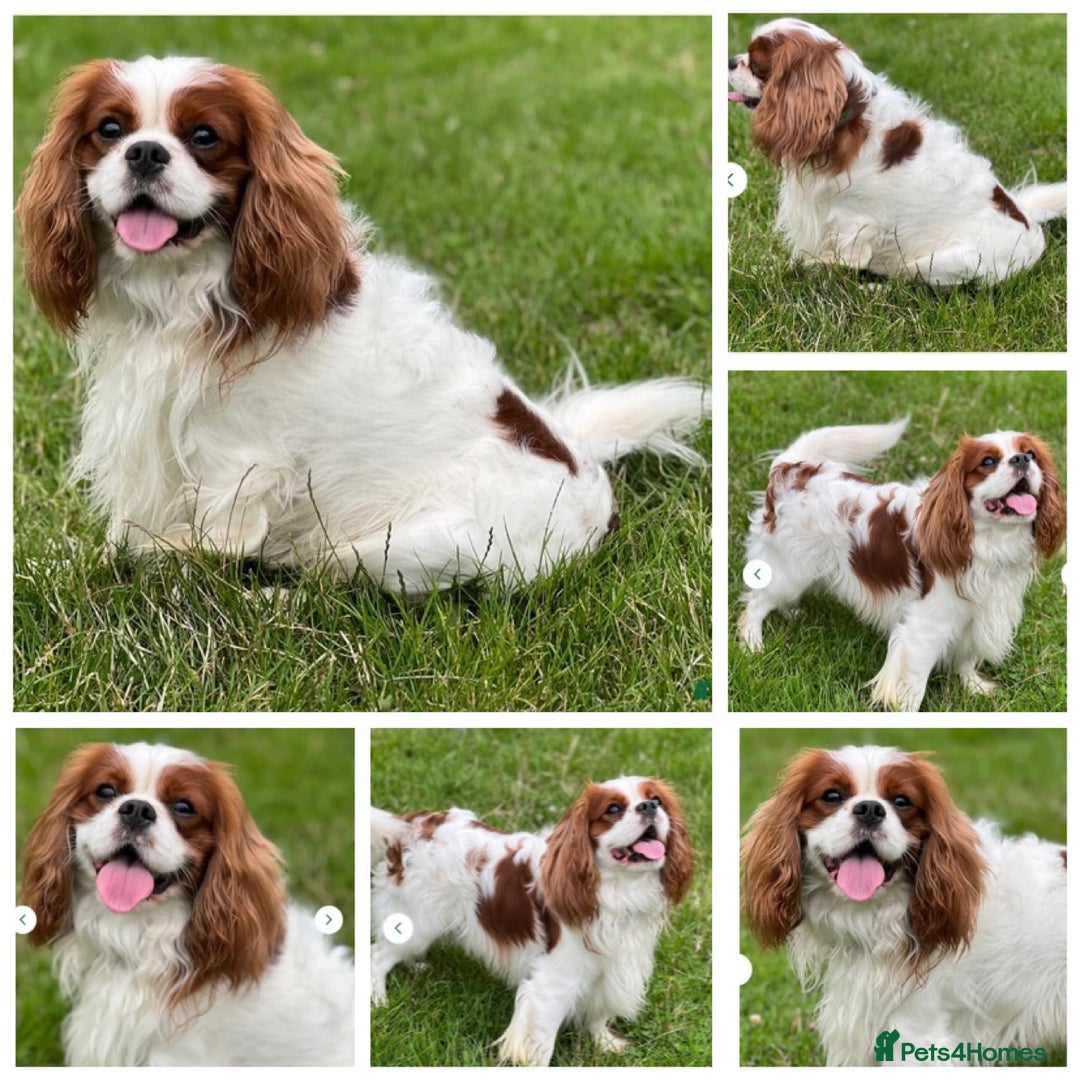 Cavalier King Charles Spaniel dogs for sale: KC, Health Tested Cavalier King Charles Spaniels  - Image 12