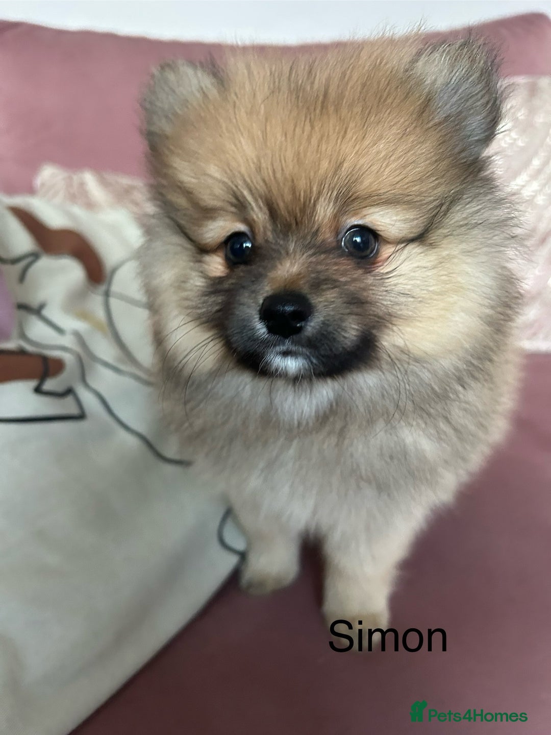 Pomeranian dogs for sale: Pomeranian puppies - Advert 6