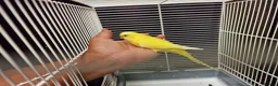 Budgerigars birds for sale: Super silly hand tamed baby budgies  - Advert 5