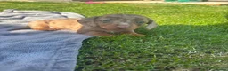 Dachshund dogs for sale: Beautiful dachshunds looking for forever home - Advert 3